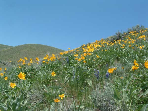 Wildflowers in Idaho, Lewis & Clark trail