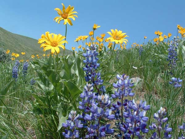 Idaho wildflowers
