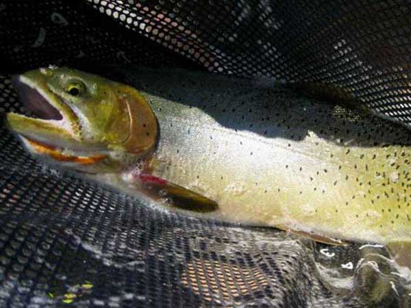 Nice trout caught Idaho